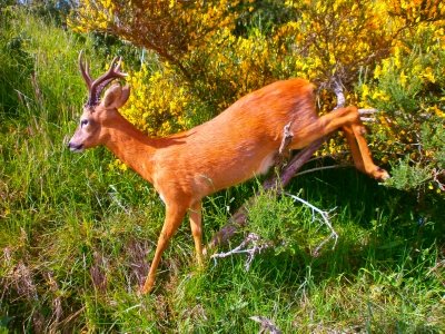 Roe deer buck medal life size taxidermy