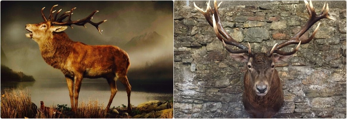 Recent stag mounts by Alba Highland Taxidermy