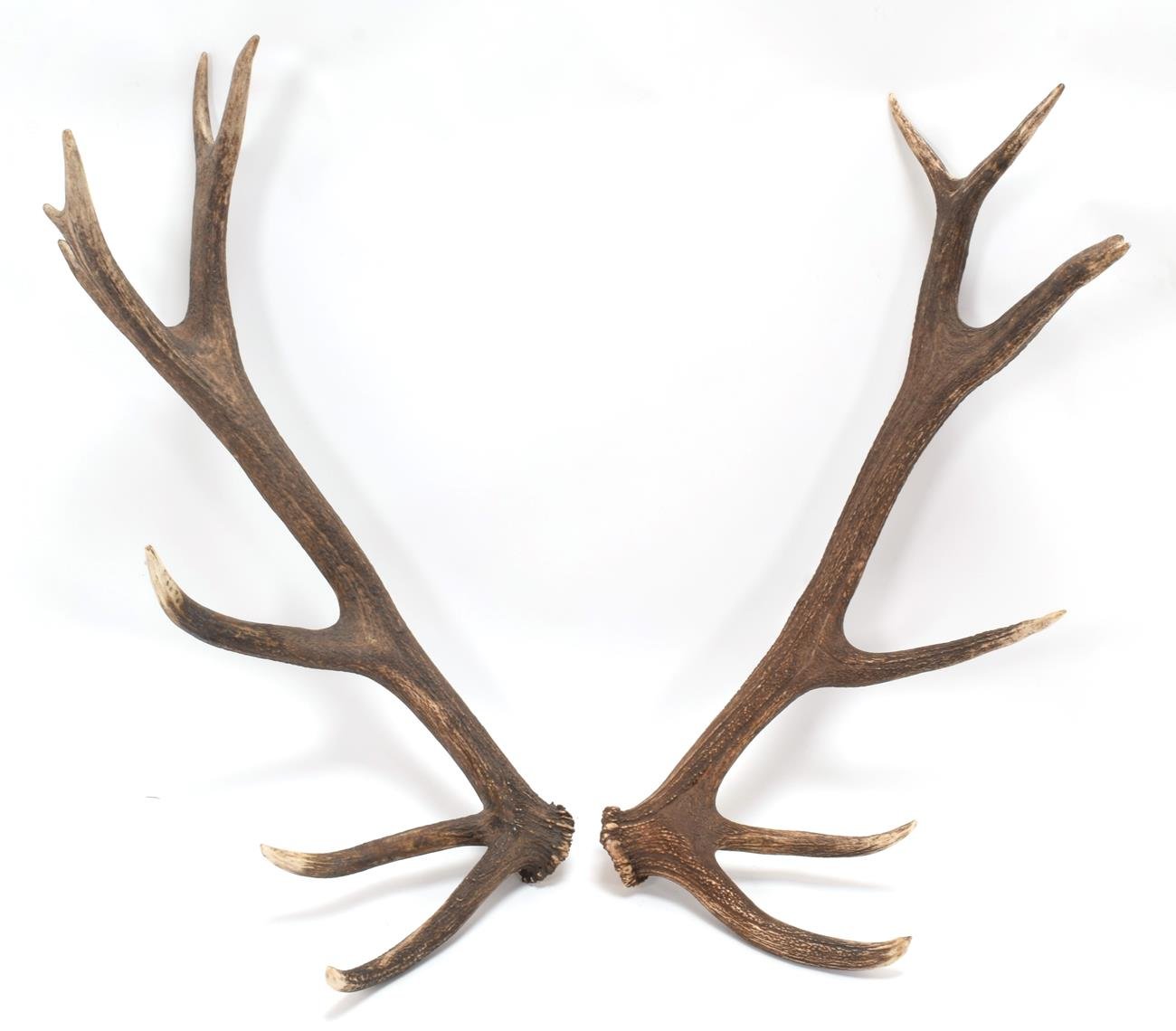 Cast Antler For Sale