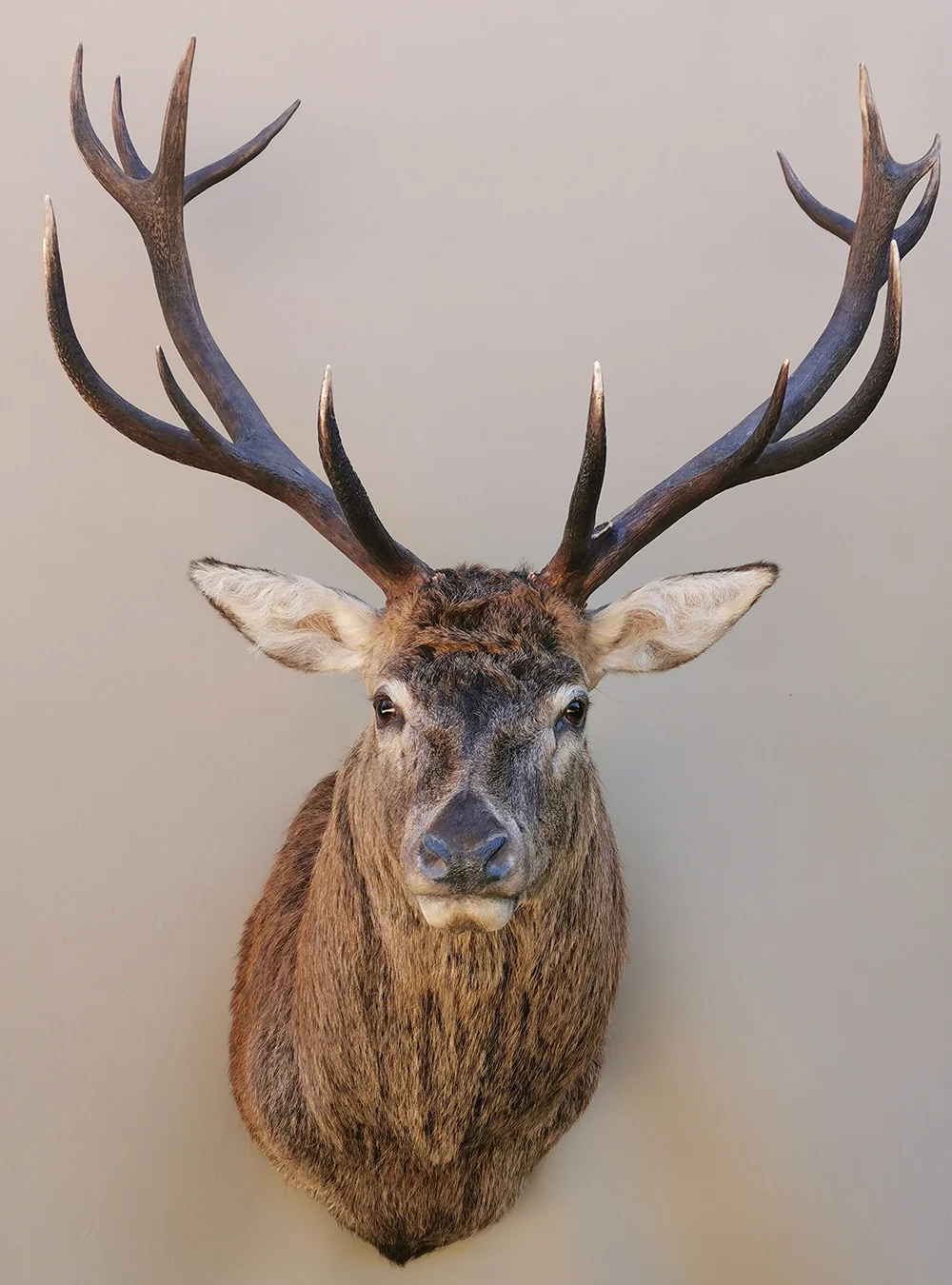 Taxidermy Export Service