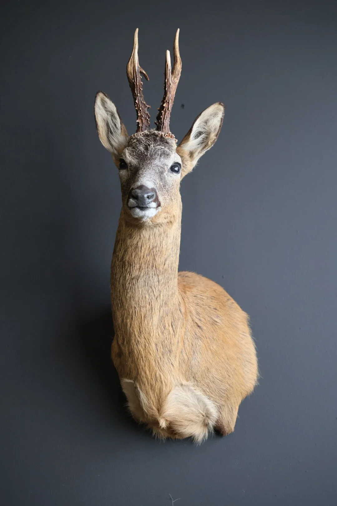 Roe Deer Buck Antlers