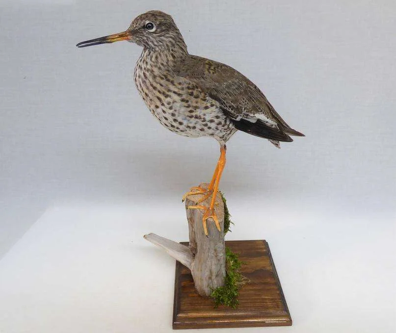 Game Bird Taxidermy