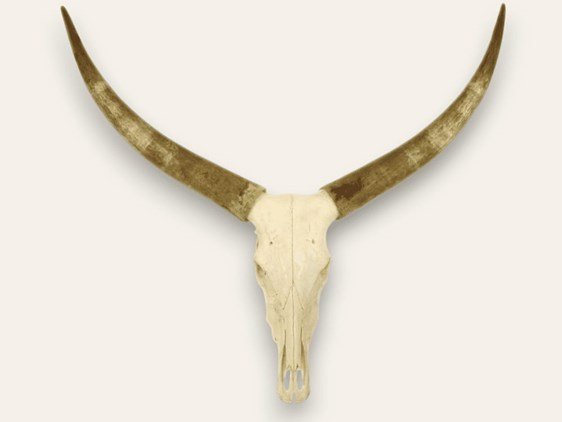 Horns For Sale